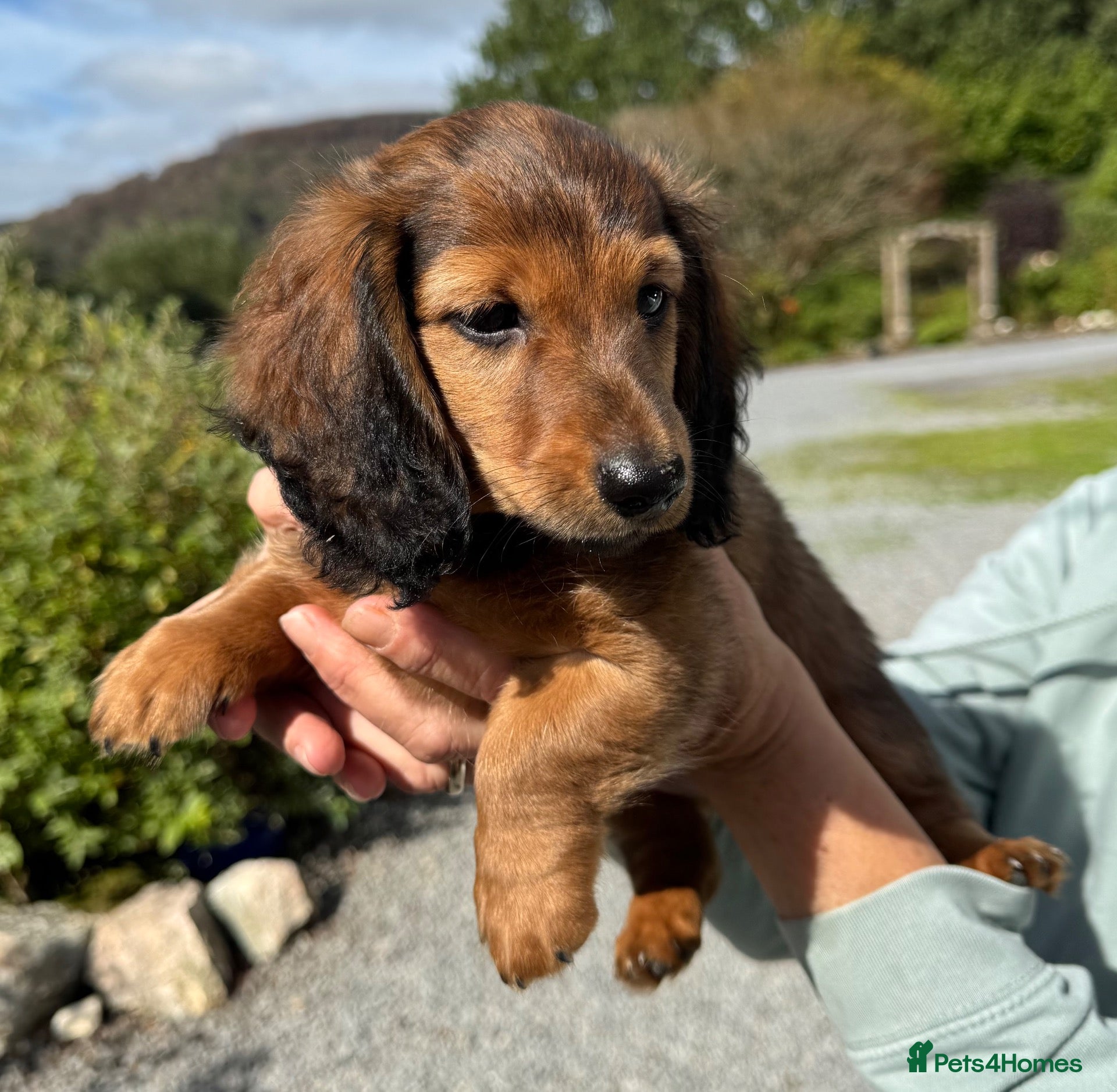 Dachshund dogs Miniature longhaired dachshunds for sale - Advert 2