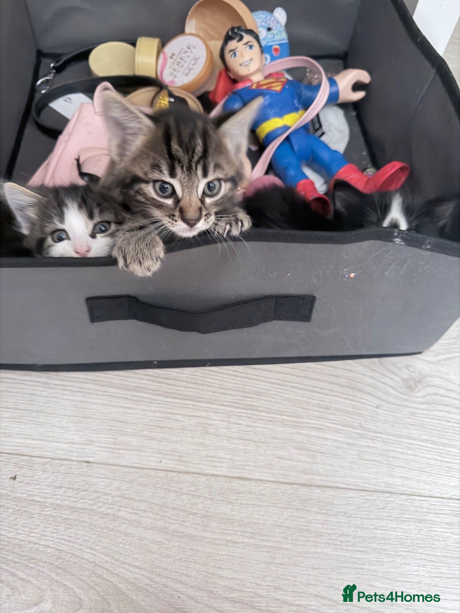 Maine Coon cats Kittens for sale  - Advert 2