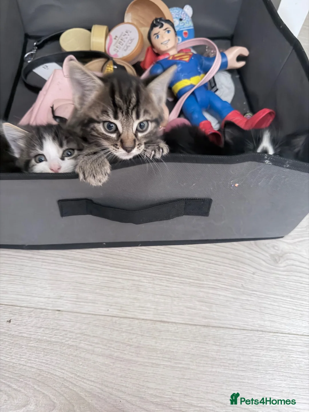Maine Coon cats for sale: Kittens for sale  - Advert 1