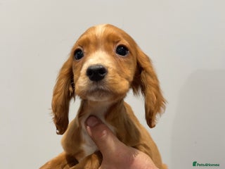 Cocker Spaniel dogs Mixed litter - Advert 12