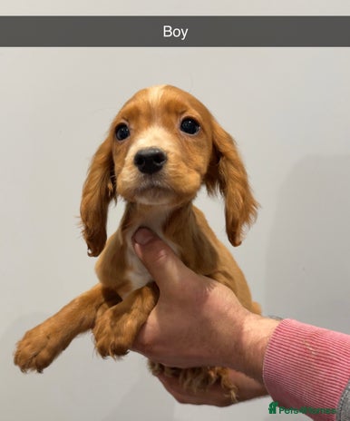 Cocker Spaniel dogs Mixed litter - Advert 1