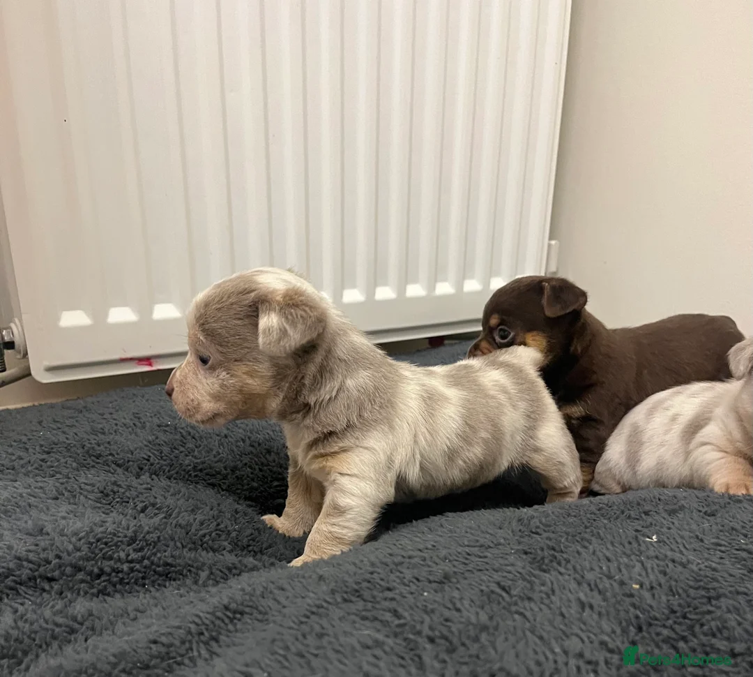 Jack Russell dogs for sale: Stunning Lilac Merle/chocolate jack Russel puppies - Advert 5