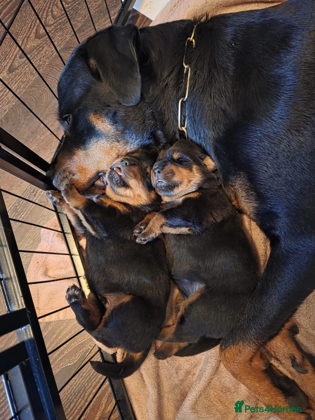 Rottweiler dogs for stud: Rottweiler DNA health tested,,EYE SCANNED  in Wellingborough - Advert 13