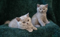 British Shorthair cats for sale: Ready this weekend, super cute BSH kittens - Image 19