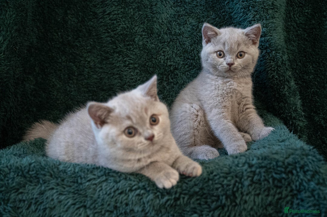 British Shorthair cats for sale: Ready this weekend, super cute BSH kittens - Image 19