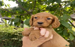 Cocker Spaniel dogs for sale: Carefully bred Kc FTW sired cocker spaniel pups,  - Image 30