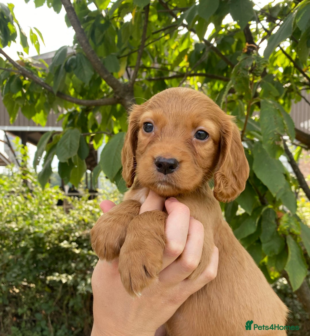 Cocker Spaniel dogs for sale: Carefully bred Kc FTW sired cocker spaniel pups,  - Image 30