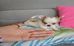 Chihuahua dogs for sale: Beautiful Tiny Chihuahua puppies  - Image 7