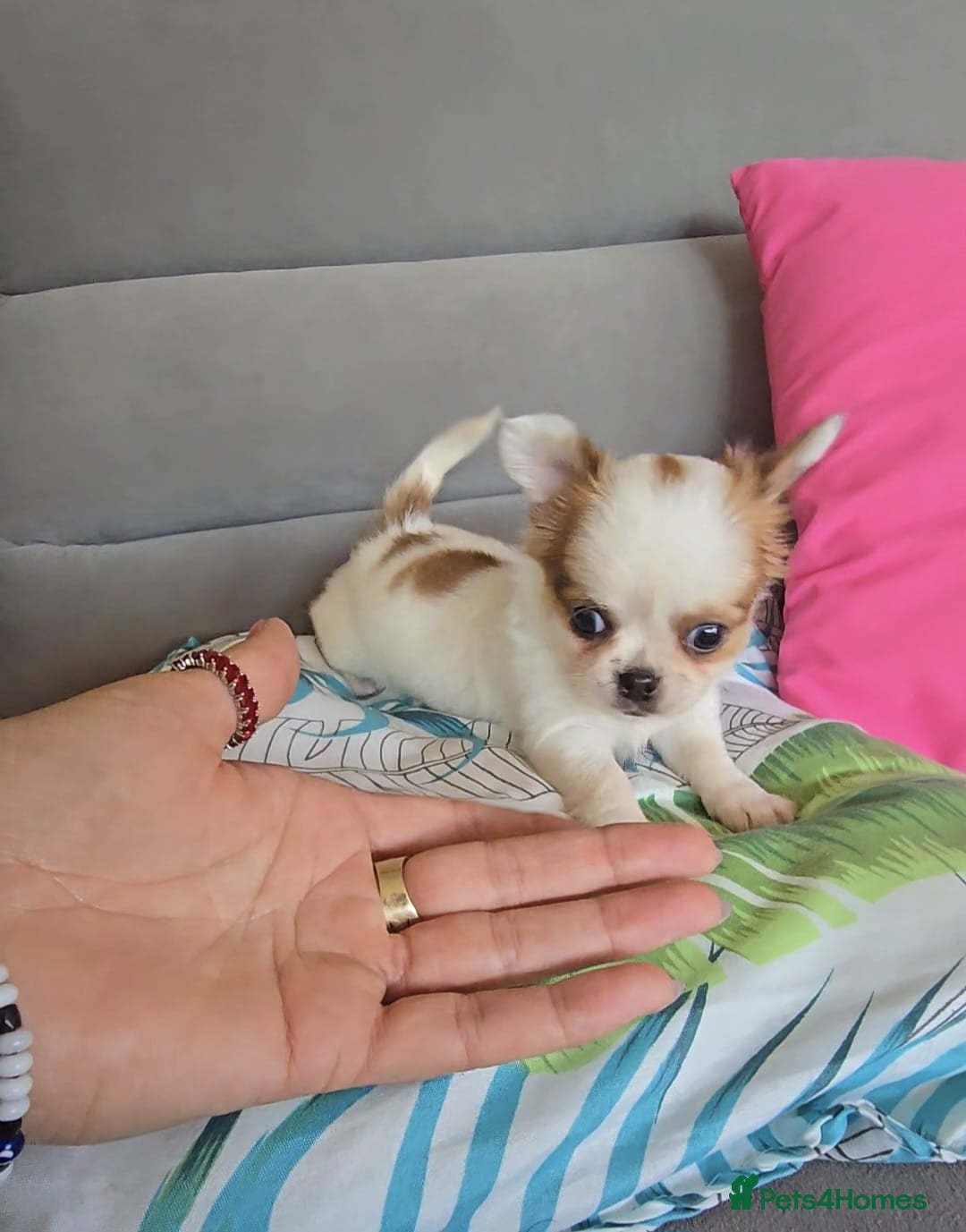 Chihuahua dogs for sale: Beautiful Tiny Chihuahua puppies  - Image 7