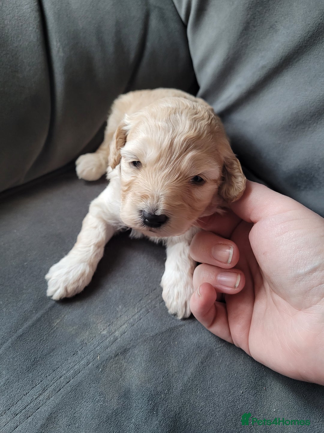 Cockapoo dogs for sale: Cockapoo puppies 💝  - Advert 3