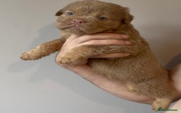 Olde English Bulldogge dogs for sale: Olde English bulldog puppies READY NOW - Image 7