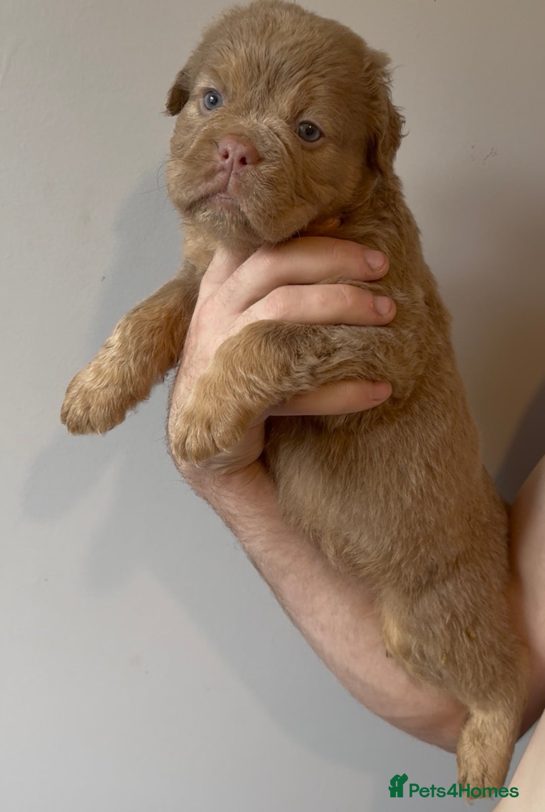 Olde English Bulldogge dogs for sale: Olde English bulldog puppies READY NOW - Image 7