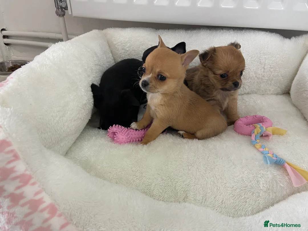 Chihuahua dogs for sale: Chihuahua puppies for sale - Advert 2