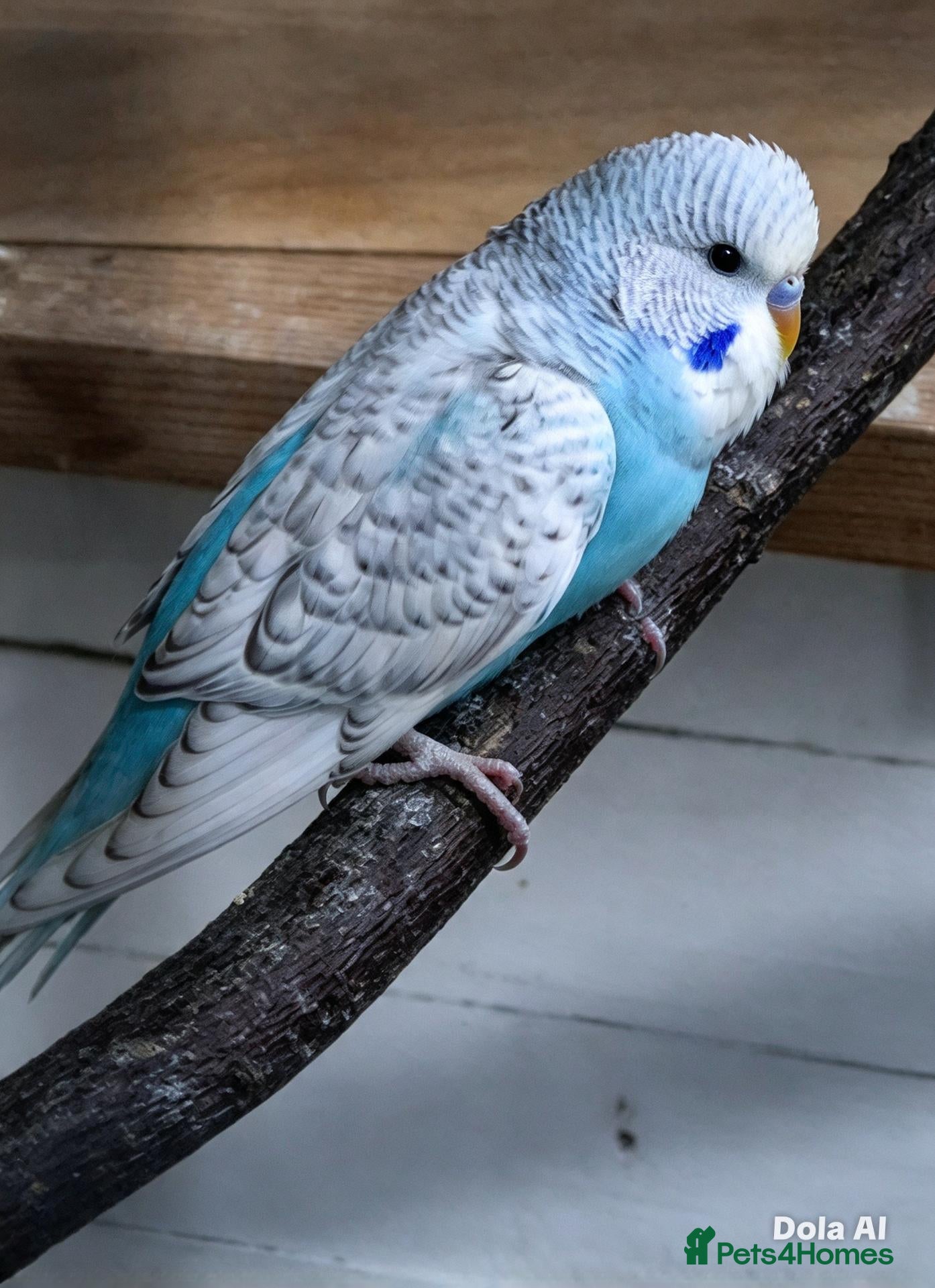 Budgerigars birds for sale: Baby budgies 8 weeks old - Advert 2