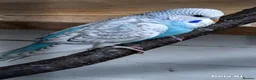 Budgerigars birds for sale: Baby budgies 8 weeks old - Advert 2
