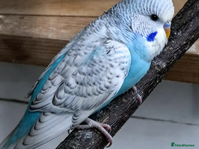 Budgerigars birds for sale: Baby budgies 8 weeks old - Advert 2
