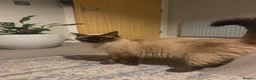 Ragdoll cats for sale: Ragdoll female chocolate kitten - Advert 5