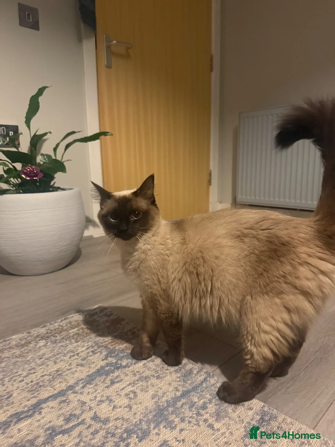 Ragdoll cats for sale: Ragdoll female chocolate kitten - Advert 5