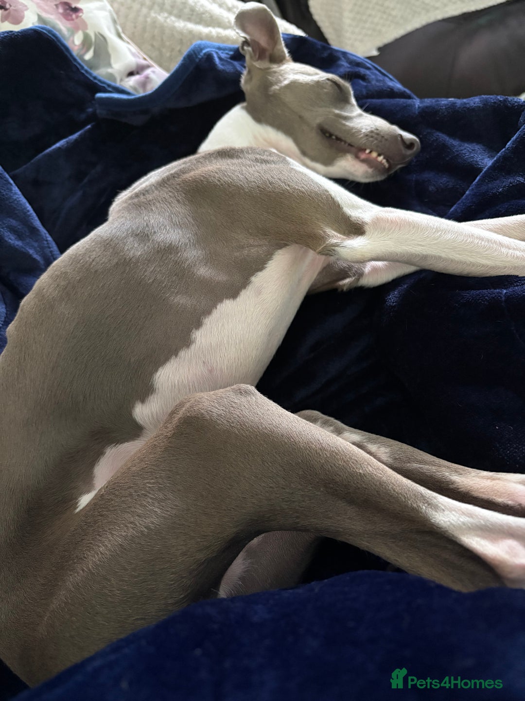 Italian Greyhound dogs for sale: Male  Italian greyhound for sale  - Advert 3