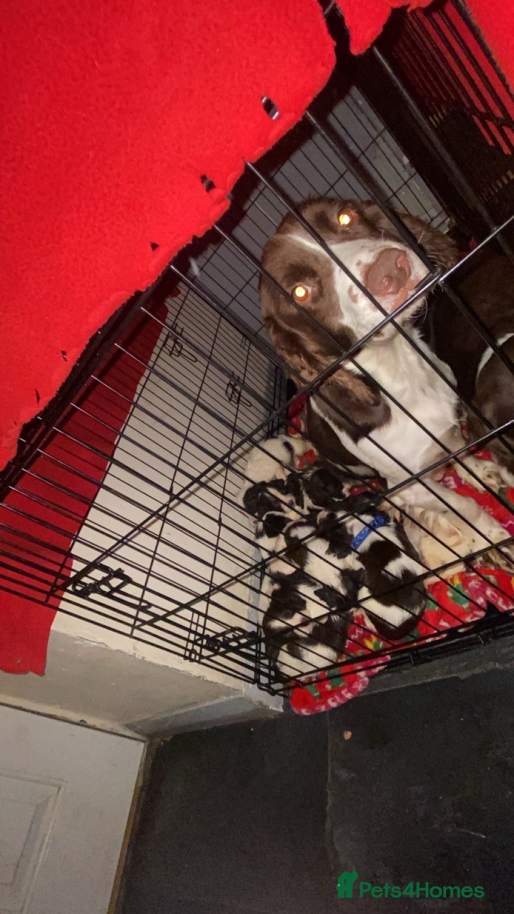 English Springer Spaniel dogs Beautiful litter of 11 springer spaniel puppies  - Advert 3