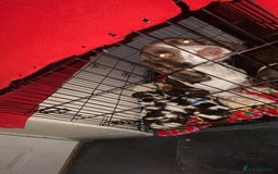 English Springer Spaniel dogs for sale: Beautiful litter of 11 springer spaniel puppies  - Advert 1