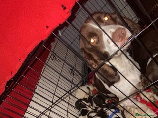 English Springer Spaniel dogs Beautiful litter of 11 springer spaniel puppies - Advert 1