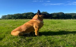 Belgian Shepherd Dog dogs for sale: Malinois Pups. Intentionally Bred as family dogs - Advert 24