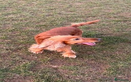 Cocker Spaniel dogs for sale: Rehoming Cocker Spaniel - Advert 4