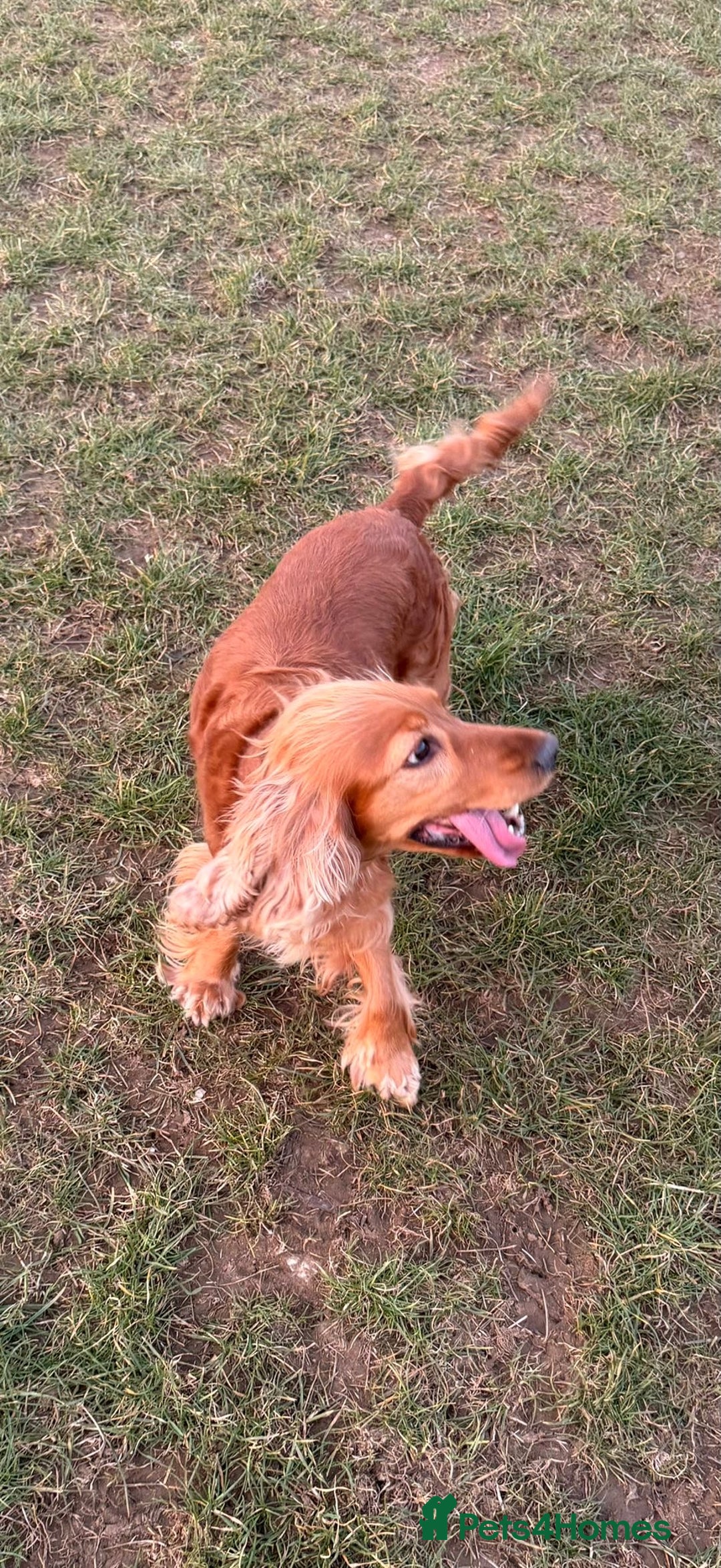 Cocker Spaniel dogs for sale: Rehoming Cocker Spaniel - Advert 4