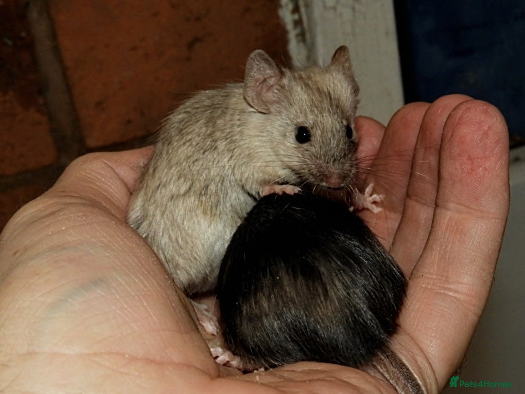 Mouse rodents for sale: Satin, long and short haired varieties  - Image 35