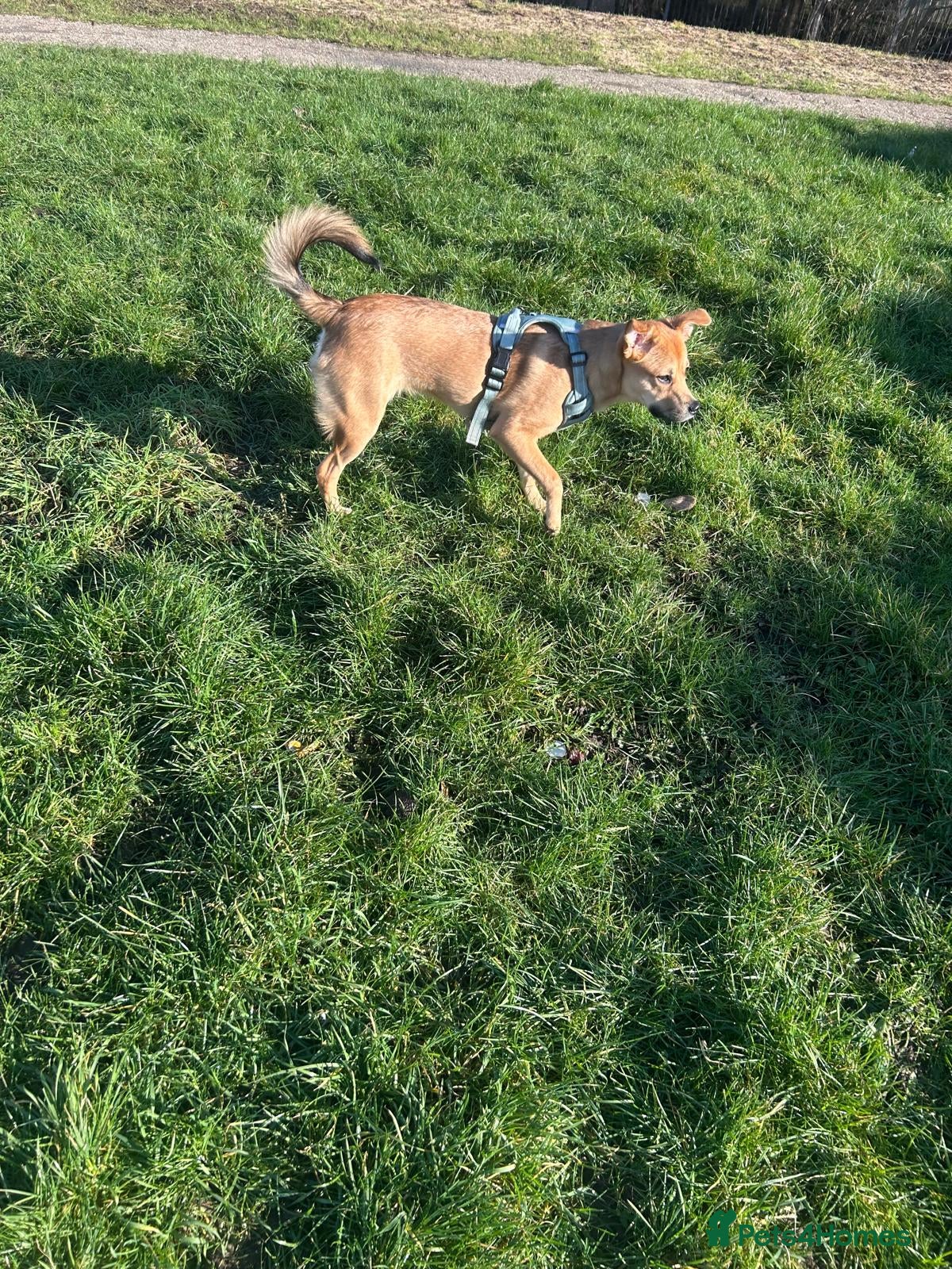 Mixed Breed dogs Black Mouth Cur Mix Puppy - Advert 1