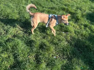 Mixed Breed dogs Black Mouth Cur Mix Puppy - Advert 1