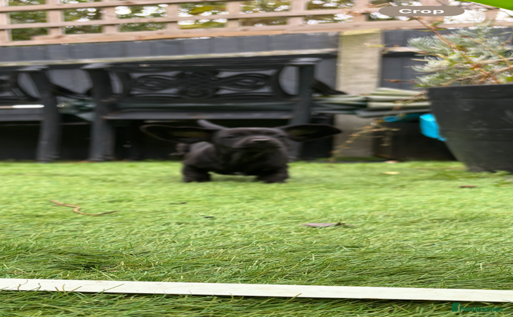 Miniature Dachshund dogs - Advert 2