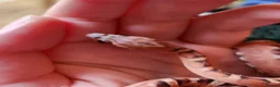 Snake reptiles for sale: Scaleless male and Het scaleless female corn snake - Advert 3