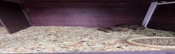 Guinea Pig rodents for sale: guinea pigs  in Melton Mowbray - Advert 3