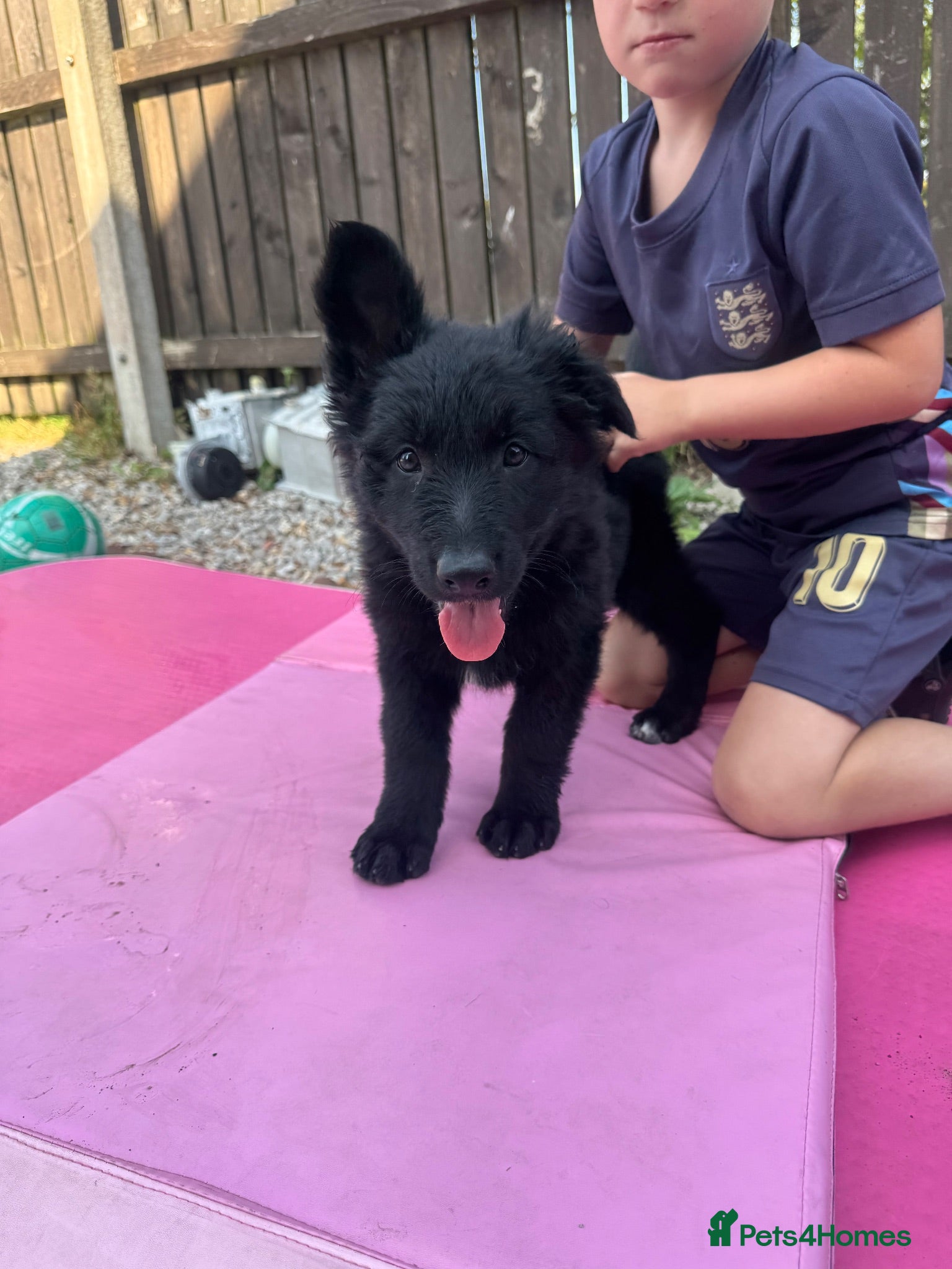 German Shepherd dogs Top Quality German Shephard one girl left - Advert 8