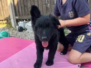 German Shepherd dogs Top Quality German Shephard one girl left - Advert 15