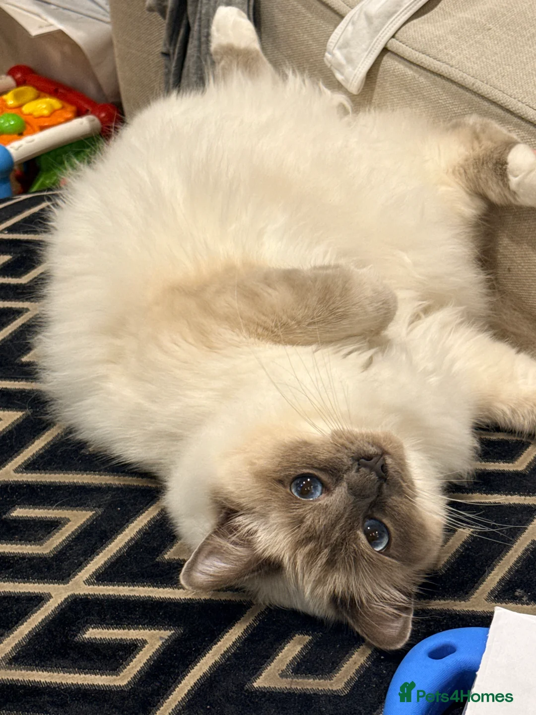 Birman cats for sale: Blue point Birman Cat for Sale  in London - Advert 5