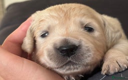 Golden Retriever dogs for sale: Golden Retriever Puppies 4 boys & 3 girls  - Image 19