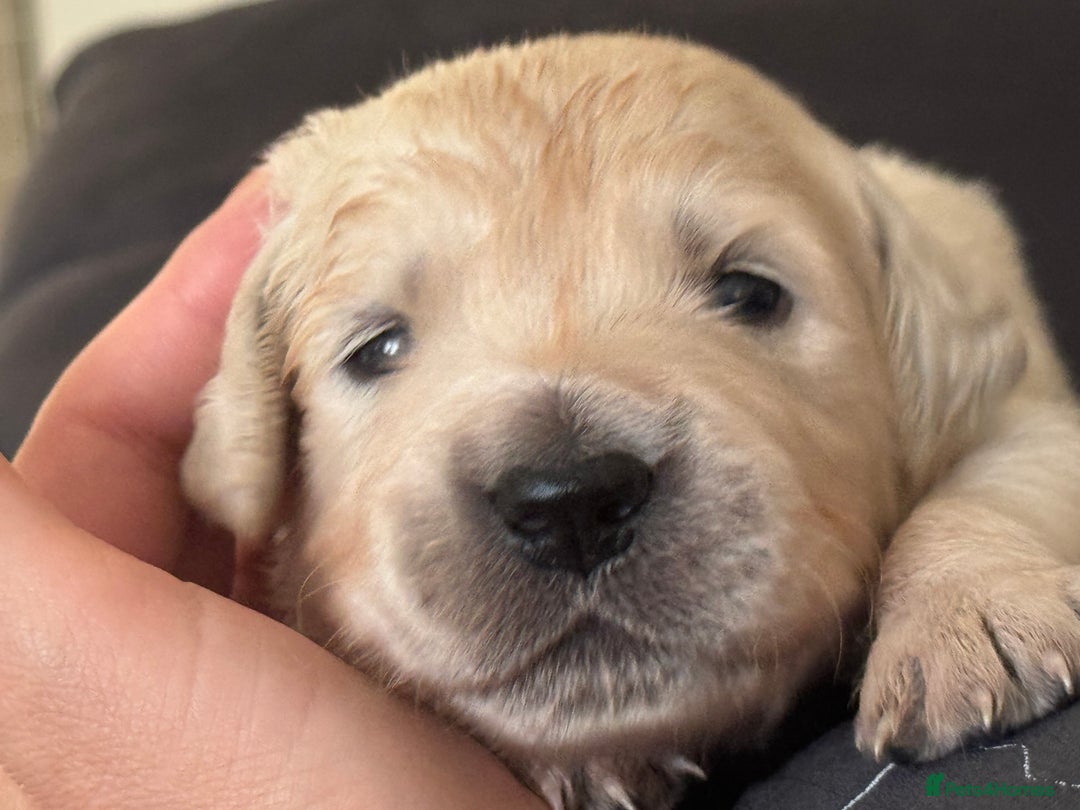 Golden Retriever dogs for sale: Golden Retriever Puppies 4 boys & 3 girls  - Image 19
