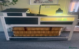 Tortoise reptiles for sale: Jack and Georgina  - Image 6