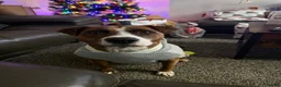 Mixed Breed dogs for sale: 2 year old staffyxbullmastif - Advert 3