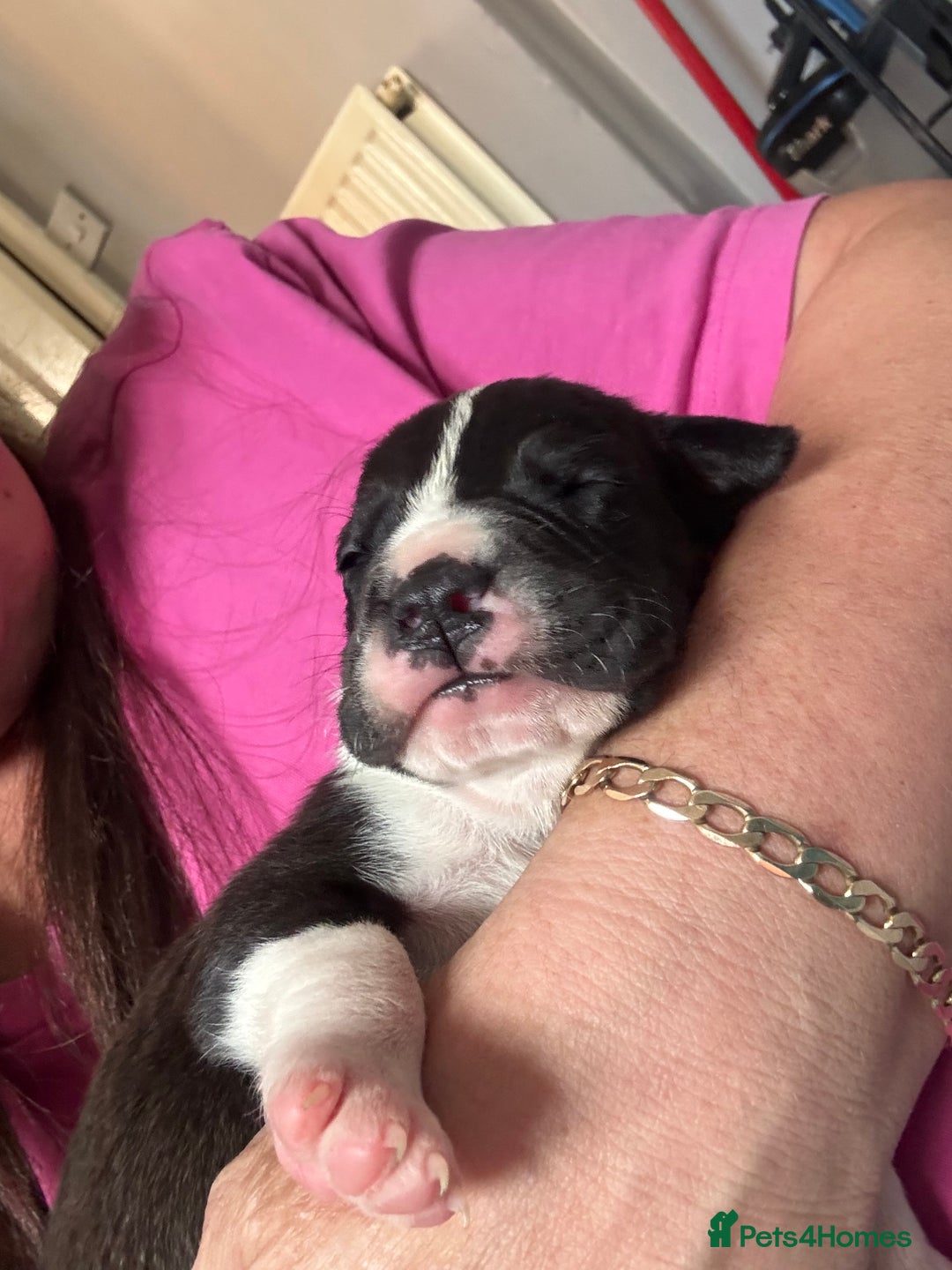 Mixed Breed dogs for sale: Cane corso puppys - Advert 9