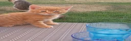 Mixed Breed cats for sale: ADORABLE KITTENS FOR SALE - Advert 2