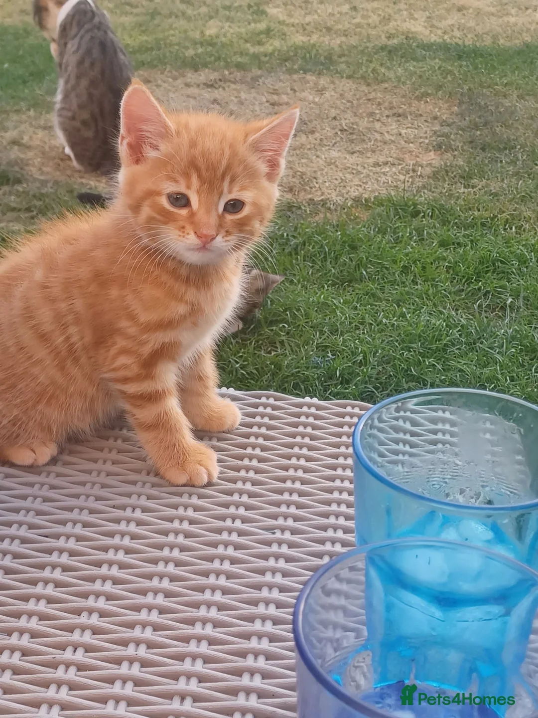 Mixed Breed cats for sale: ADORABLE KITTENS FOR SALE - Advert 2