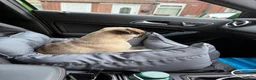 Pug dogs for sale: Pearl  - Advert 5