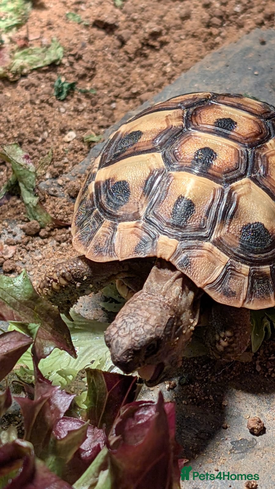 Hermann Tortoise reptiles Hermann Female tortoise  - Advert 1