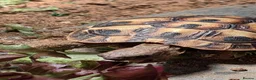 Hermann Tortoise reptiles for sale: Hermann Female tortoise  - Advert 1