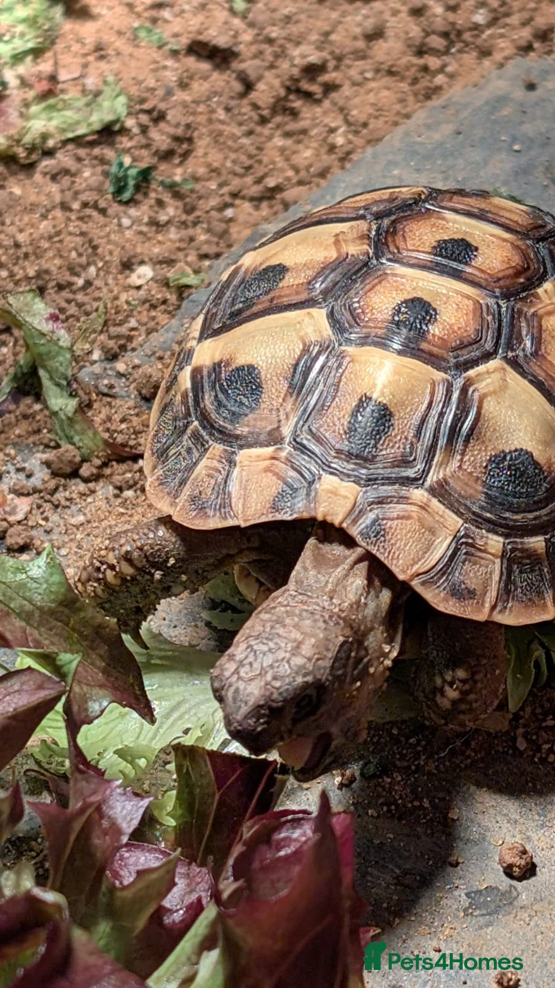 Hermann Tortoise reptiles for sale: Hermann Female tortoise  - Advert 1
