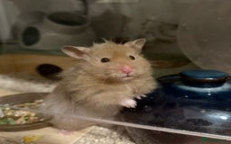 Hamster rodents for sale: Long Haired Male Syrian 5 months  - Image 1